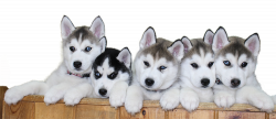 Download Siberian Husky Puppy PNG File 387 - Free Transparent PNG ...