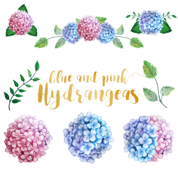 Watercolor Hydrangea Clipart by Kristin | Design Bundles