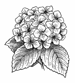 Hydrangea Flowers Clipart Free Stock Photo - Public Domain Pictures
