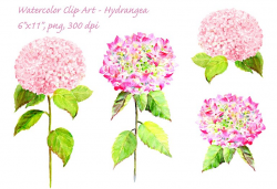 Watercolor Pink Hydrangea Clip Art ~ Illustrations ~ Creative Market