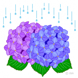 Free Hydrangea clipart of the rainy season image｜Free Cartoon ...