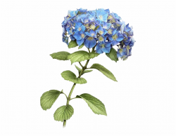 Blue Hydrangea Drawing , Png Download - Hydrangea Botanical ...