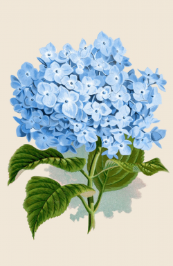 Instant Art Printable Download - Blue Hydrangea Botanical ...