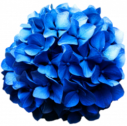Blue Hydrangea by jeanicebartzen27 on DeviantArt