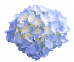 transparent-flowers: “Light blue Hydrangea. (x). ” | Flowers ...