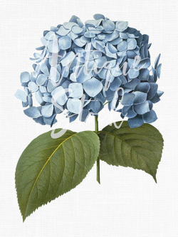 Download hydrangea botanical illustration clipart Botany ...