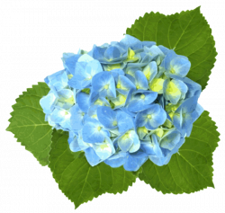 Blue Hydrangea | Free Images at Clker.com - vector clip art online ...