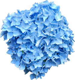 Blue Hydrangea PNG.. by Alz-Stock-and-Art.deviantart.com on ...