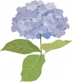 fleurs,tube,flowers,png | hydrangea | Pinterest | Hydrangea and Belle