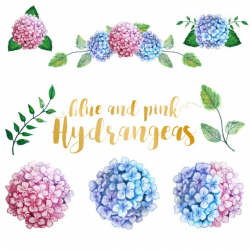 Watercolor Hydrangea, Hydranges Clip Art, Hydrangea Floral ...