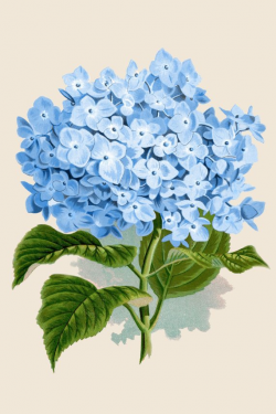 Blue Hydrangea Flower Clipart - Vintage Botanical Print ...