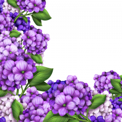 Hydrangea Flower Photography Royalty-free Clip art - Beautiful ...