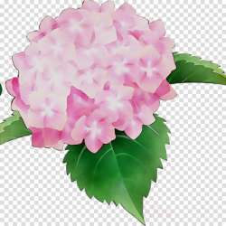 Pink Flower Cartoon clipart - Hydrangea, Flower, Pink ...