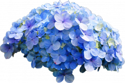 transparent-flowers: “Common Hydrangea. Hydrangea macrophylla. The ...