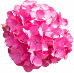 Hydrangea Pink Clip art - marigold 1195*1192 transprent Png Free ...