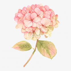 Hydrangea Transparent Watercolor - Pink Hydrangea Clip Art ...