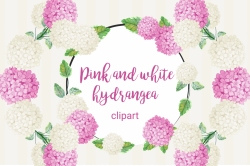 Pink and white hydrangea Clipart