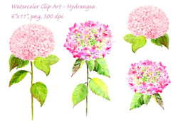 Watercolor Pink Hydrangea Clip Art