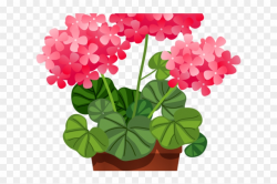 Hydrangea Clipart Plant Png - Flowerpot, Transparent Png ...