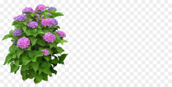 Flowers Clipart Background clipart - Flower, Plants, Plant ...