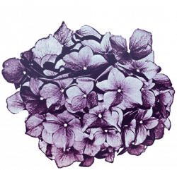 Lavender Purple Hydrangea by jeanicebartzen27 on DeviantArt