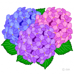 Cosmos Hydrangea Flower Clipart Free Picture｜Illustoon