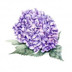 Download Watercolor painting clipart Hydrangea Watercolor ...