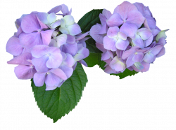 hydrangea flowers floral lavendersblue...