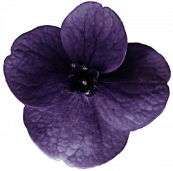 Purple Hydrangea by jeanicebartzen27 on DeviantArt