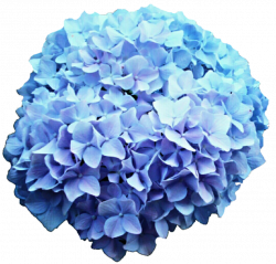 Blue and Purple Hydrangea by jeanicebartzen27 on DeviantArt