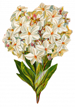 Antique Images: Free Hydrangea Flower Botanical Artwork Image ...
