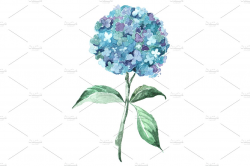 Blue Hydrangea Watercolor Clip Art ~ Objects ~ Creative Market
