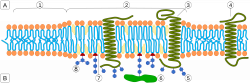 Lipid raft - Wikipedia