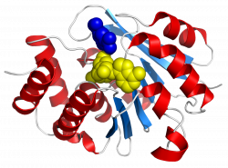 Catechol-O-methyltransferase - Wikipedia
