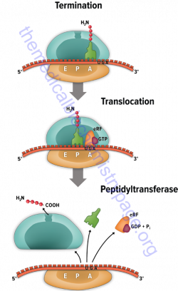 Protein Synthesis -Translation and Regulation