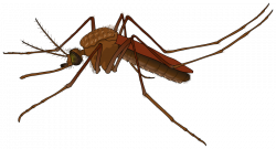 Realistic clipart insect - Pencil and in color realistic clipart insect