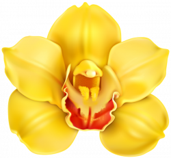 Yellow Orchid Transparent PNG Clip Art | Gallery Yopriceville ...