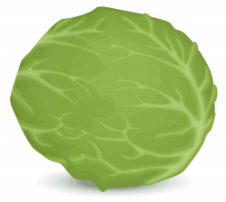 File:Iceberg lettuce.svg - Wikimedia Commons