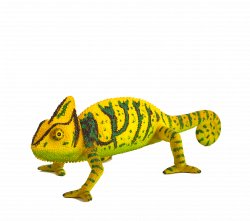 Chameleon - Mojo