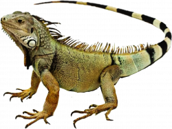 iguana reptile - Sticker by Taliafera