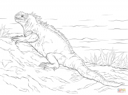 Marine Iguana coloring page | Free Printable Coloring Pages