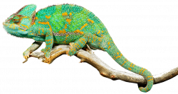 Reptile Lizard Chameleons Common Iguanas Clip art - Free Reptiles ...