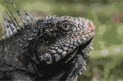 Iguanidae head from Venezuela Icons PNG - Free PNG and Icons Downloads