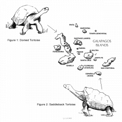 giant tortoise of the galapagos islands - | The Galapagos | Pinterest
