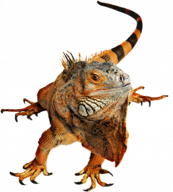 iguana lizard reptile - Sticker by Taliafera