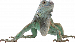 Lizard PNG | Web Icons PNG