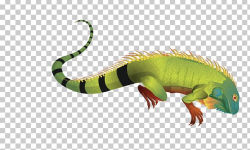 Green Iguana Lizard PNG, Clipart, Animals, Common Iguanas ...