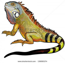 green iguana lizard side view picture isolated on white ...