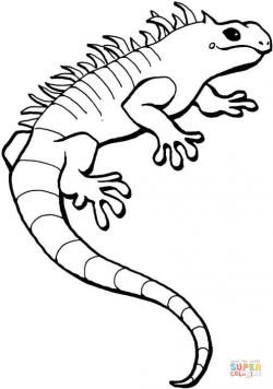 Iguana coloring page free printable coloring pages clip art ...