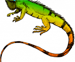 Iguana Clipart Rainforest Animal - Png Download - Full Size ...